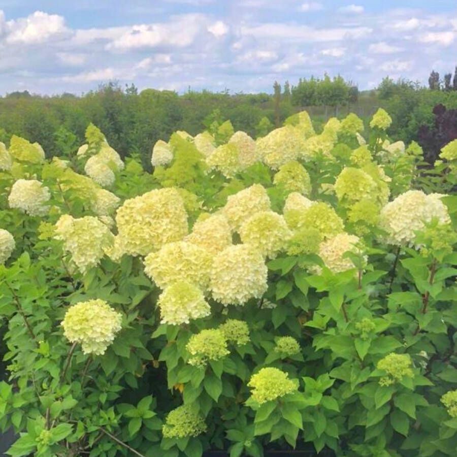 Buitenplantje Hortensia Hydrangea Paniculata 'Limelight' Buitenplant Hortensia Limelight Hortensia Lichtgroen