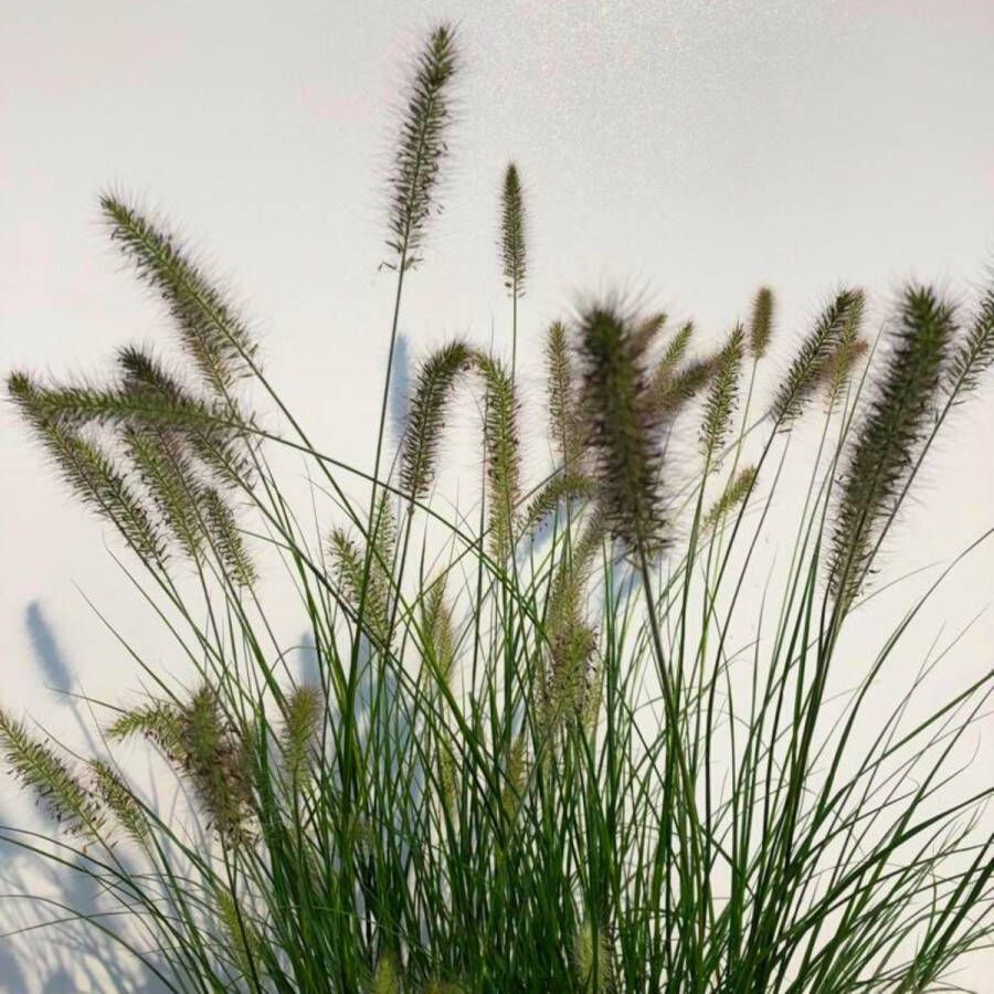 Buitenplantje Lampenpoetsersgras Pennisetum alopecuroides 'Hameln Buitenplanten Grassen