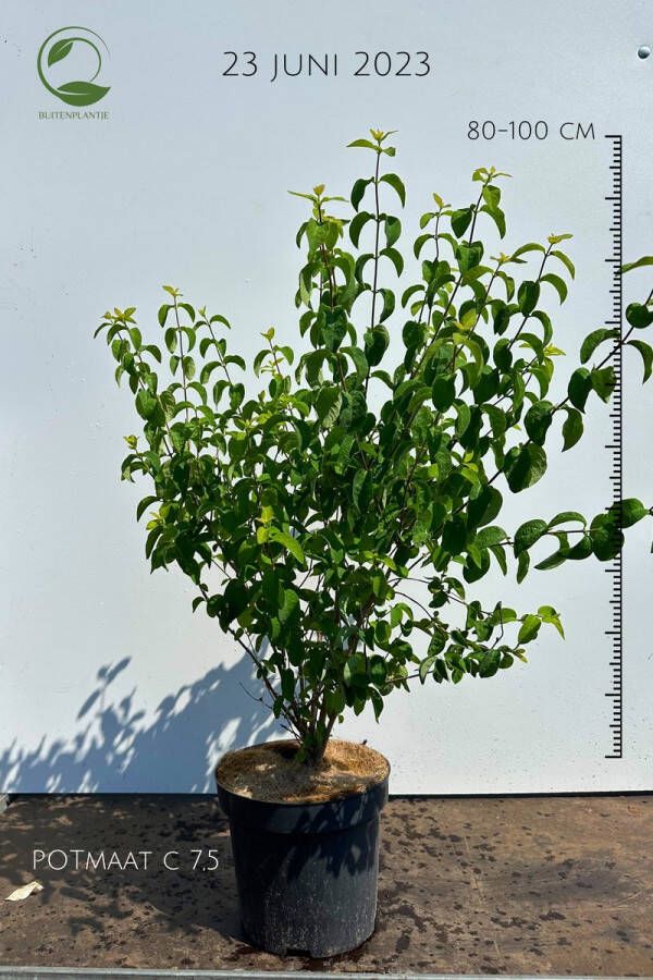 Buitenplantje Lonicera xylosteum Rode Kamperfoelie Buitenplant