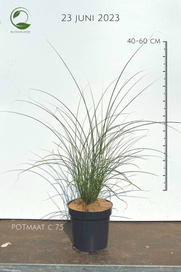 Buitenplantje Miscanthus sinensis 'Gracillimus' Prachtriet buitenplanten