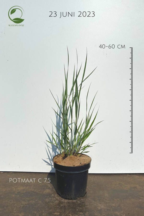 Buitenplantje Panicum Virgatum heavy metal Vingergras Buitenplanten Potmaat 7 5 Planthoogte 60 cm