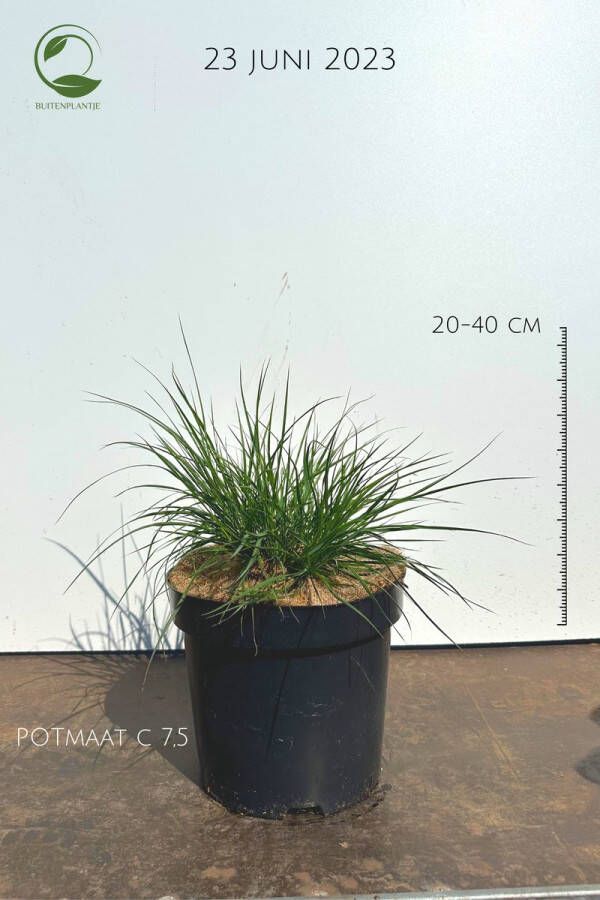 Buitenplantje Pennisetum Little Bunny Lampenpoetsergras Buitenplanten