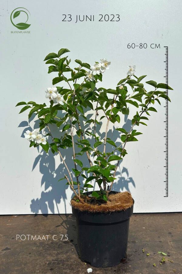 Buitenplantje Philadelphus coronarius Gewone boerenjasmijn Buitenplant