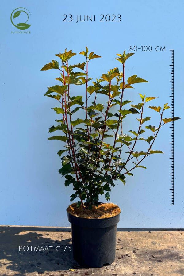 Buitenplantje Physocarpus opulifolius 'Diabolo' Blaasspirea Buitenplant