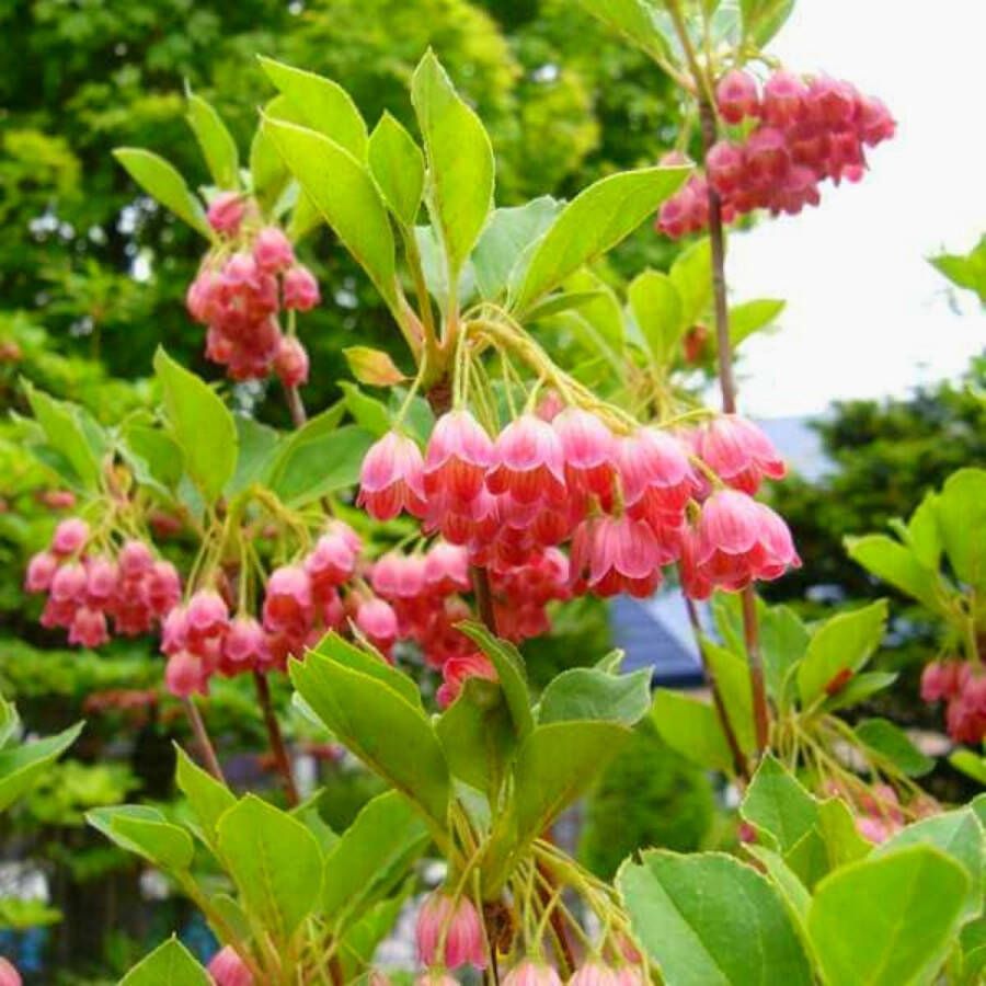 Buitenplantje Pronkklokje Enkianthus campanulatus Buitenplant Sierheester