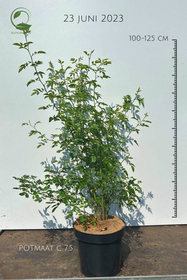 Buitenplantje Rosa canina Hondsroos Buitenplant