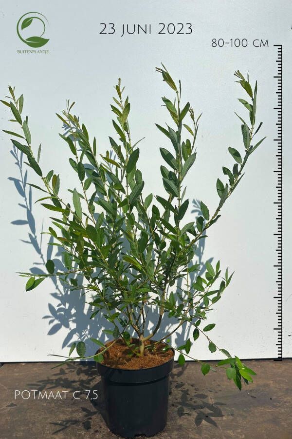 Buitenplantje Salix Cinerea Grauwe wilg Buitenplant