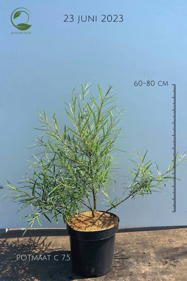 Buitenplantje Salix rosmarinifolia Rozemarijnwilg Buitenplant