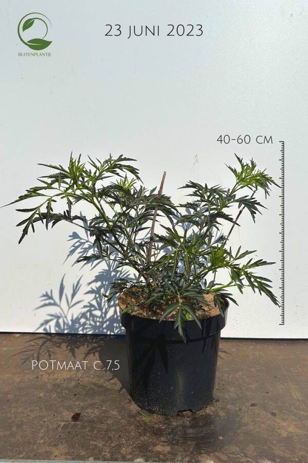 Buitenplantje Sambucus nigra 'Black Lace' Gewone vlier buitenplant