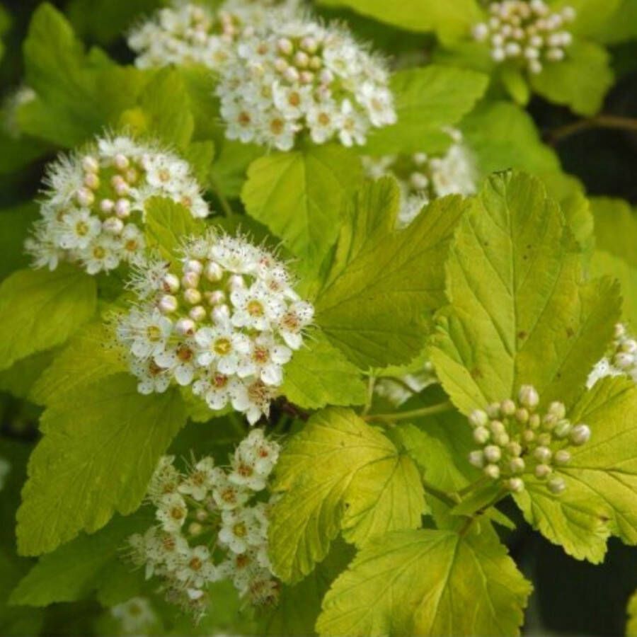 Buitenplantje Sneeuwbalspirea Physocarpus opulifolius 'Dart's gold' Buitenplant Sneeuwbalspirea