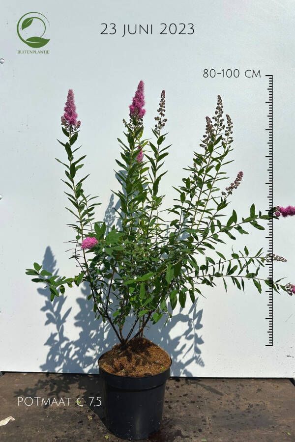 Buitenplantje Spierstruik Spiraea billiardii triumphans Buitenplant