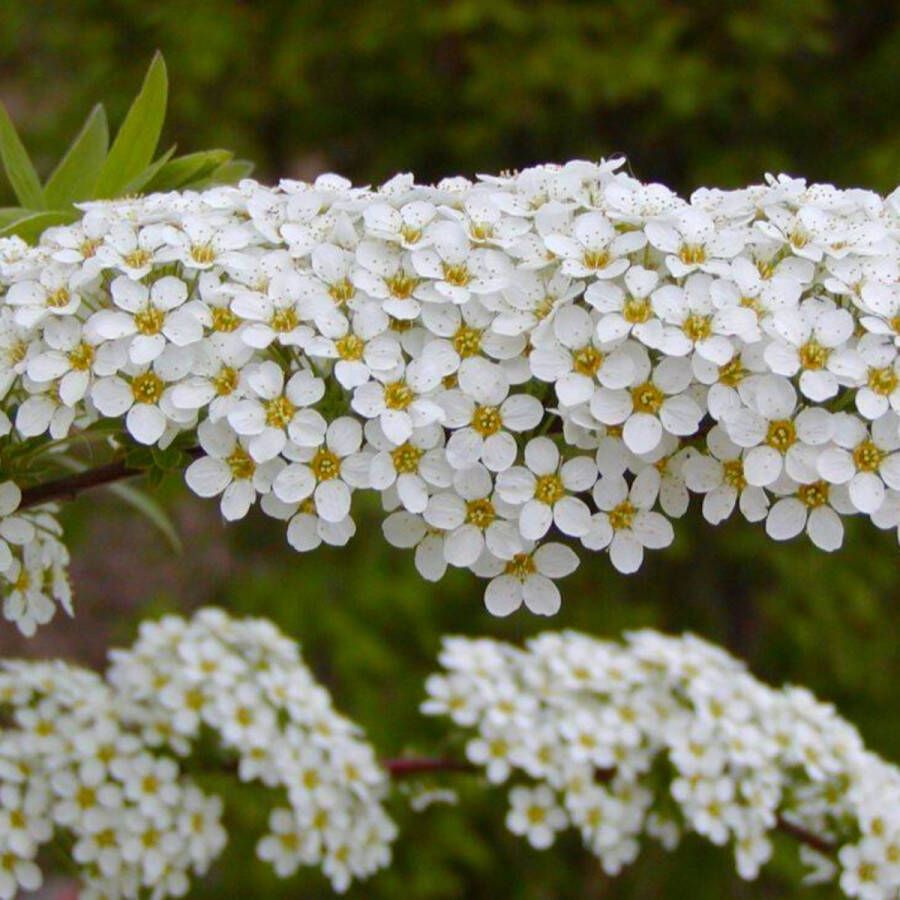 Buitenplantje Spierstruik Spiraea cinerea 'Grefsheim' Buitenplant Spierstruik Wit