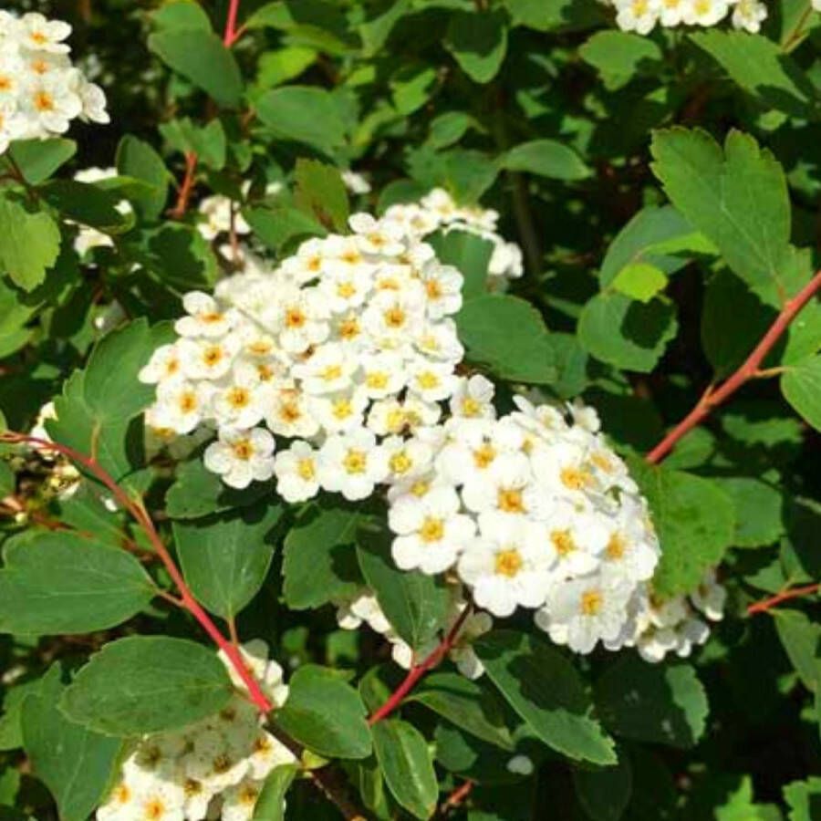 Buitenplantje Spierstruik Spiraea vanhouttei Buitenplant Spierstruik wit