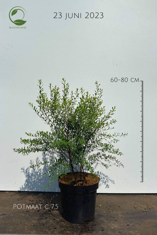 Buitenplantje Spiraea arguta Spierstruik Buitenplant