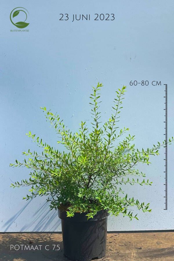 Buitenplantje Spiraea x cinerea 'Grefsheim' Spierstruik Buitenplant