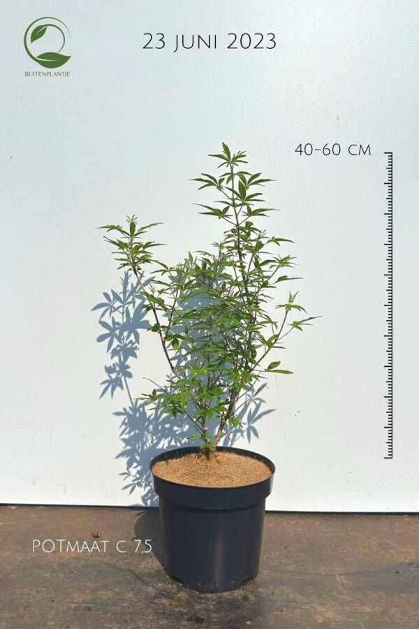 Buitenplantje Vitex agnus-castus Monnikenpeper buitenplant