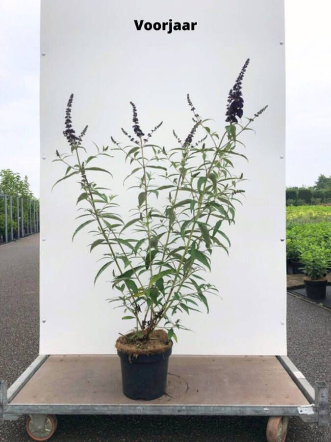 Buitenplantje Vlinderstruik Buddleja davidii black knight Buitenplanten Struik Vlinderstruik Paars