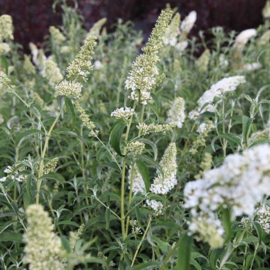 Buitenplantje Vlinderstruik Buddleja davidii white profusion Buitenplant Vlinderstruik Wit