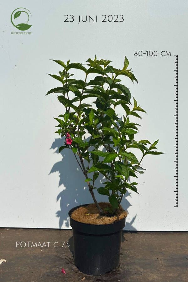 Buitenplantje Weigela Bristol Ruby Buitenplant Sierheester