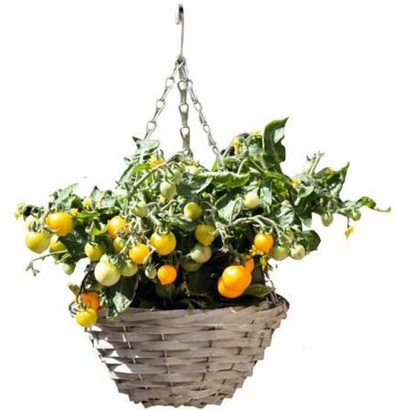 Buzzy Happy Garden Hanging Basket Tomaat tuin hangplant