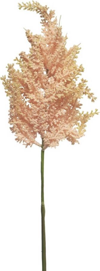 By Kohler (Best) Astilbe tros roze 70cm