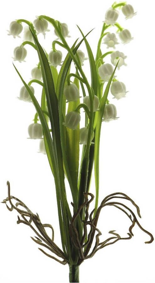 By Kohler Convallaria struik creme 19cm