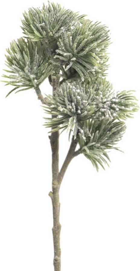 By Kohler Pinus Spray Mugo gevlokt 58cm