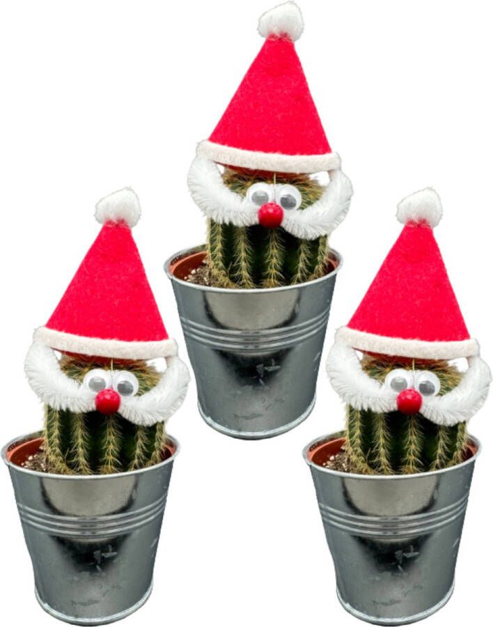 Cactus24 Cactus Kerstman-3 Stuks- 9.5cm Zinken potten- 15-20cm Hoog- Kerst- Kamerplanten
