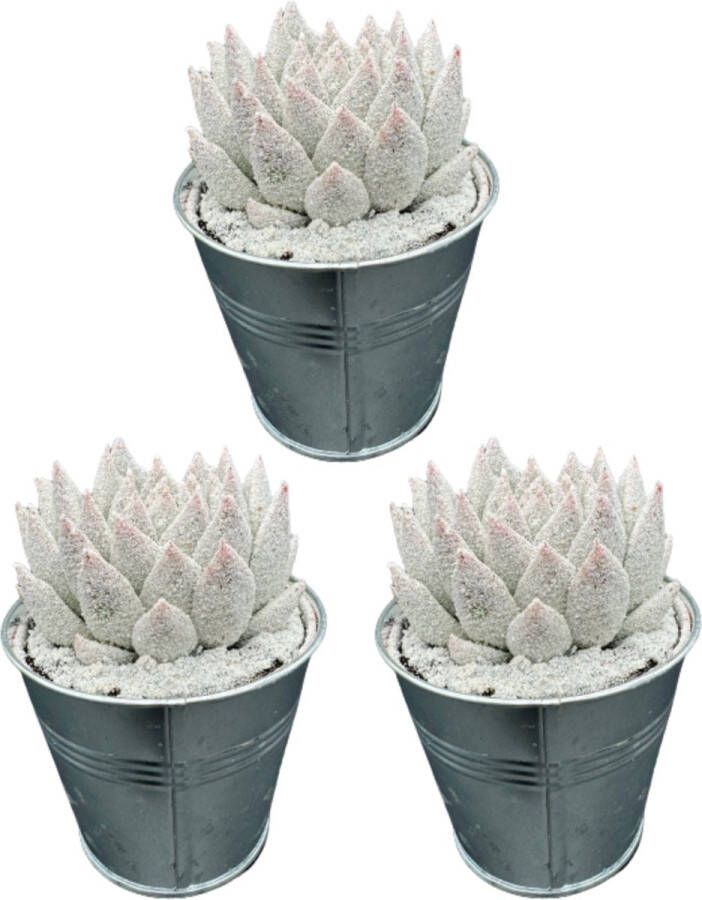 Cactus24 Echeveria Agavoides- 3 Stuks- 9.5cm Zinken Potten- 10-15cm Hoog- Kerst- Kamerplanten