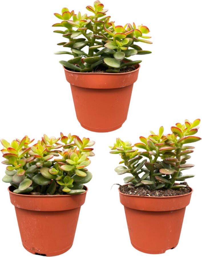 Cactus24 Succulenten- Crassula Minor- 3 Stuks- 12cm Potten- 15-20cm- Hoog- Vetplanten- Kamerplanten