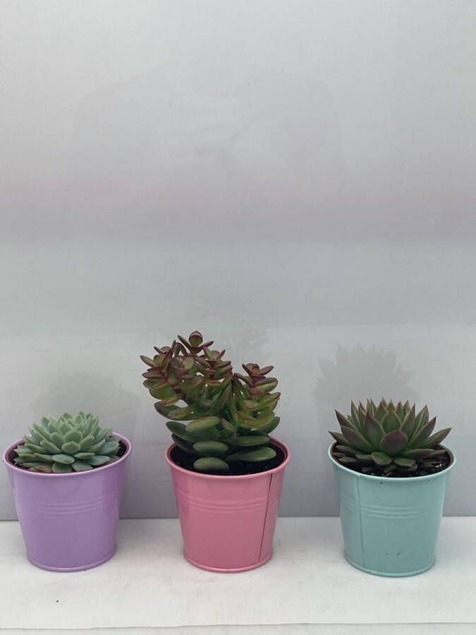 Cactus24 Vetplanten- mix 3 succulenten- gekleurde zinken potten- 8.5cmØ- ±12cm hoog- Crassula Minor- Echeveria Elegans- Echeveria Agavoides