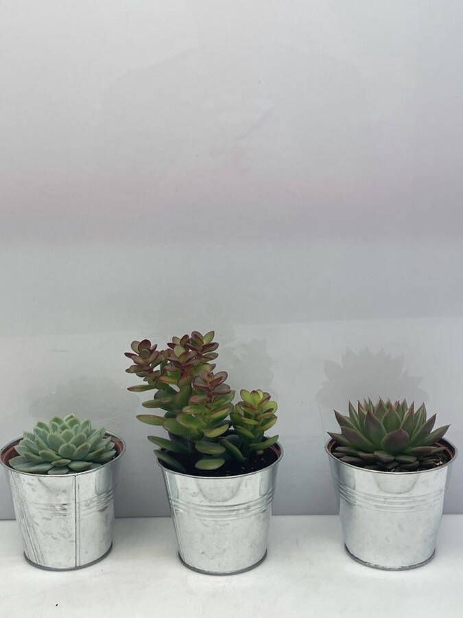 Cactus24 Vetplanten- mix 3 succulenten- zinken pot- 8.5cmØ- ±12cm hoog- Crassula Minor- Echeveria Elegans- Echeveria Agavoides
