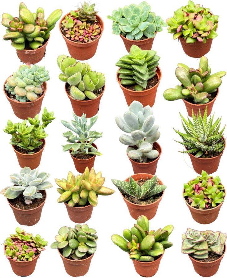 Cactus24 Vetplanten mix 5.5cm Potten- 6-12cm hoog- Succulenten- (20 Stuks)