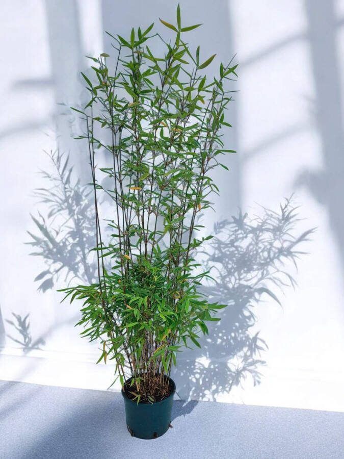 Cadeauplant.com Bamboe Winter Joy (1 stuk) 120+ cm Hoog 5.5 Liter Kwekerspot Fargesia Bamboe Planten Winterhard Wintergroen Niet-Woekerend
