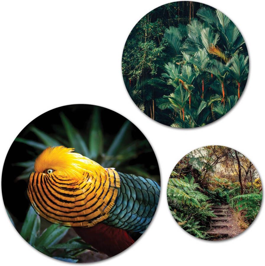 Cirkelz Forex Muurcirkel Set Tropische Vogel Jungle Set van 3 Wandcirkels met Ophangsystemen 30x40x50