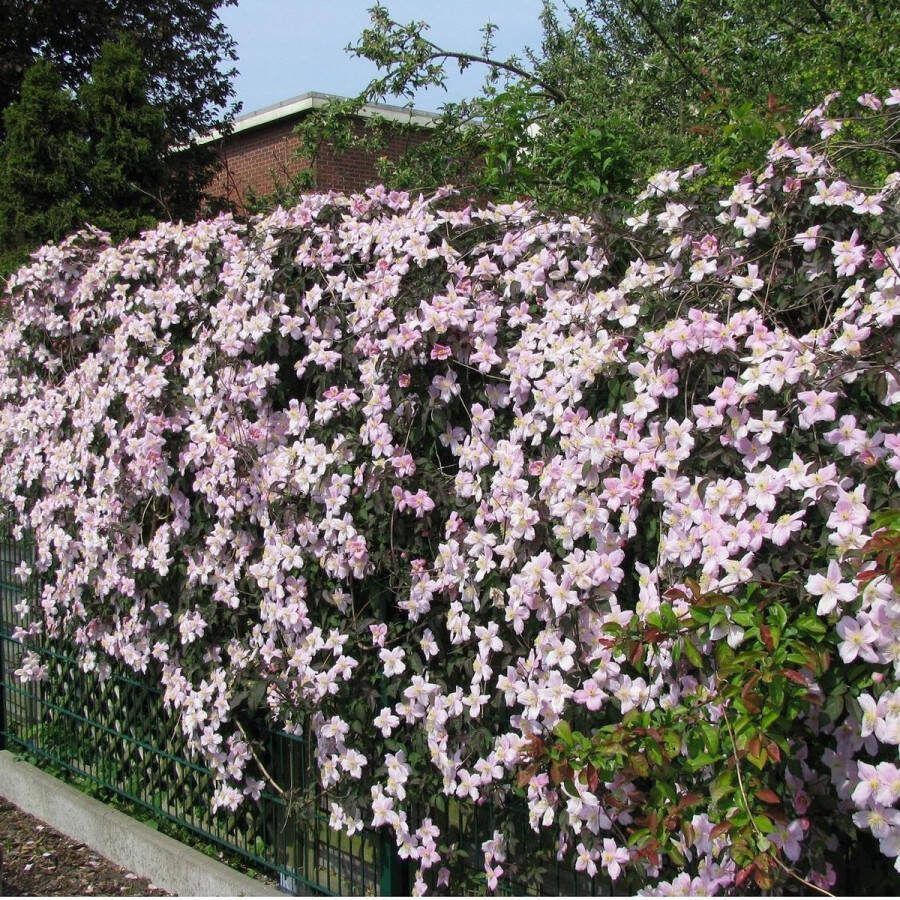 ClematisOnline 2 x Clematis Montana Rubens set van 2 Klimplanten Roze Meerjarig en Winterhard Tuinplant 2 x 1 5 liter potten