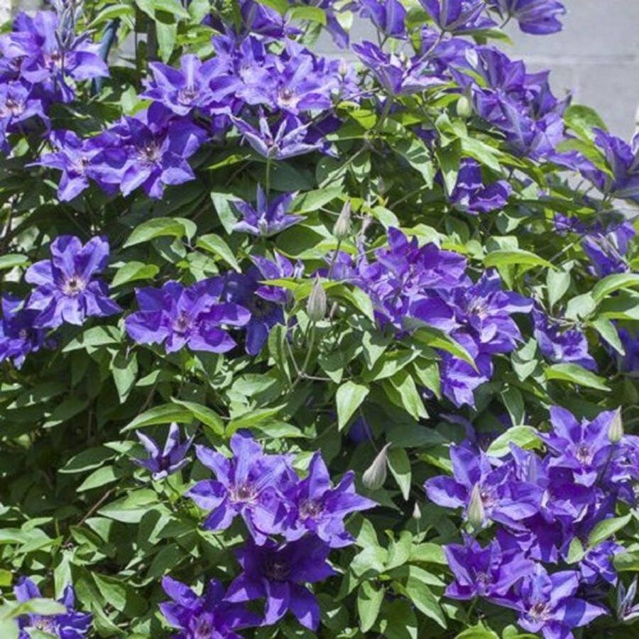 ClematisOnline 2 x Clematis The President Set van 2 Klimplanten Blauw Meerjarig & Winterharde tuinplanten 2 x 1.5 liter pot