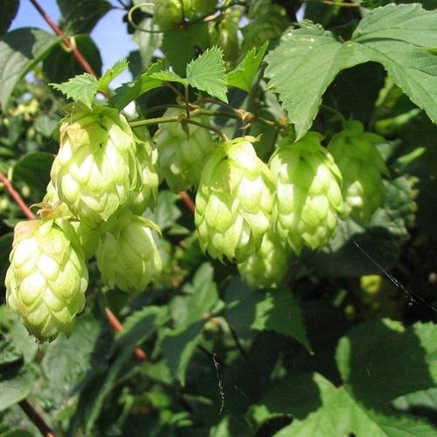 ClematisOnline 2 x Hop Klimplanten Humulus Lupulus: Set van 2 Hop Planten Vrouwelijke Hopplant De hopbellen zijn het ingrediënt voor Bier Sterk groeiende Meerjarige Klimplant en Winterharde tuinplanten 2 x 1 5 liter potten