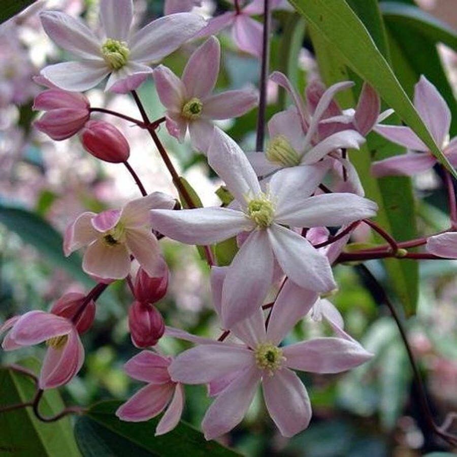 ClematisOnline 3 x Apple Blossom Groenblijvend 3 halen 2 betalen 3 x Roze Groenblijvende Wintergroene Klimplanten Winterharde Tuinplanten 3 x 1.5 Liter pot
