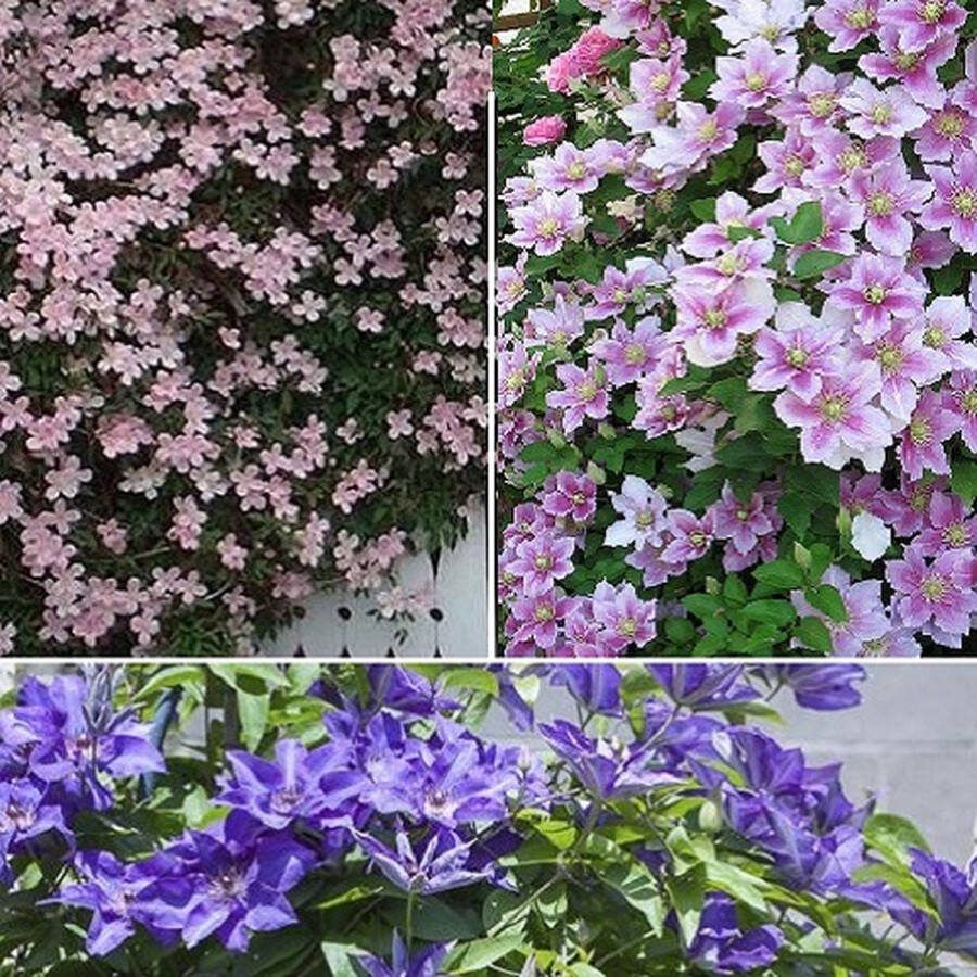 ClematisOnline 3 x Clematis Klimplanten mix: 3 halen 2 betalen! Lila (Piilu) + Blauw (The President) + Roze (Montana Rubens) Meerjarig en Winterharde planten 3 x 1 5 liter pot