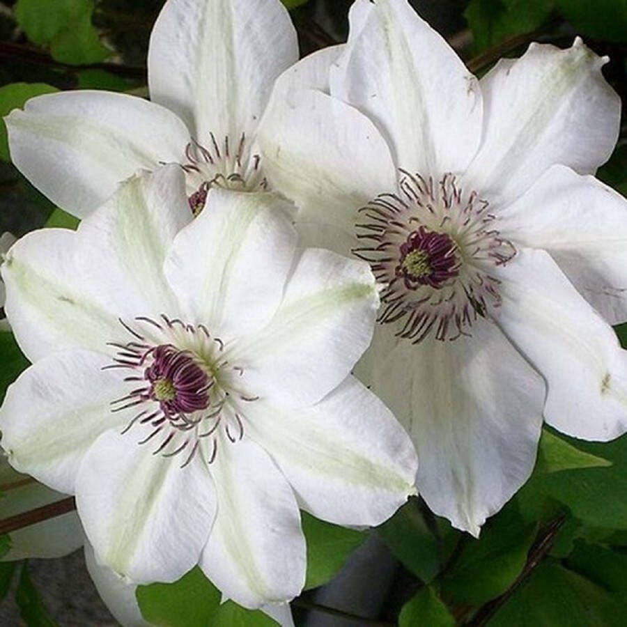 ClematisOnline 3 x Clematis Miss Bateman: 3 halen 2 betalen Klimplant Wit Bloeiend Meerjarig en Winterhard 3 x 1 5 liter pot