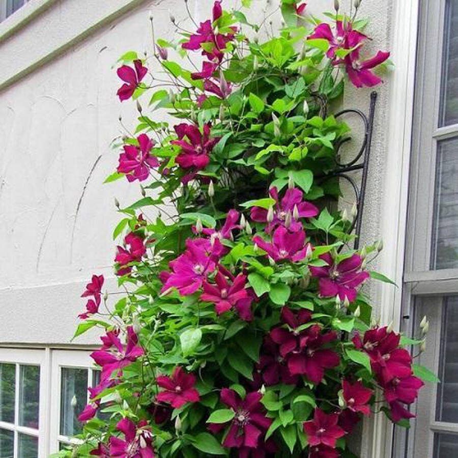 ClematisOnline 3 x Clematis Rouge Cardinal: 3 halen 2 betalen Set van 3 Klimplanten Karmozijnrood bloeiend Meerjarig en Winterharde Tuinplanten 3 x 1 5 liter pot