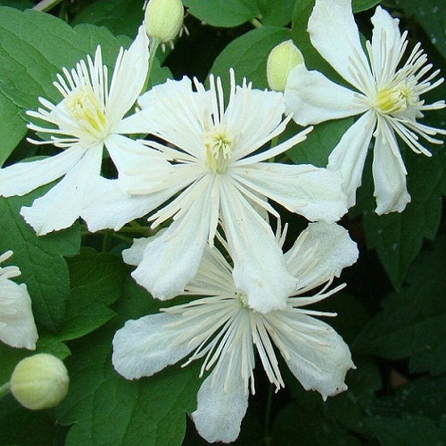 ClematisOnline 3 x Clematis Summer Snow: 3 halen 2 betalen Klimplant Creme Wit bloeiend Meerjarig en Winterhard 3 x 1 5 liter pot