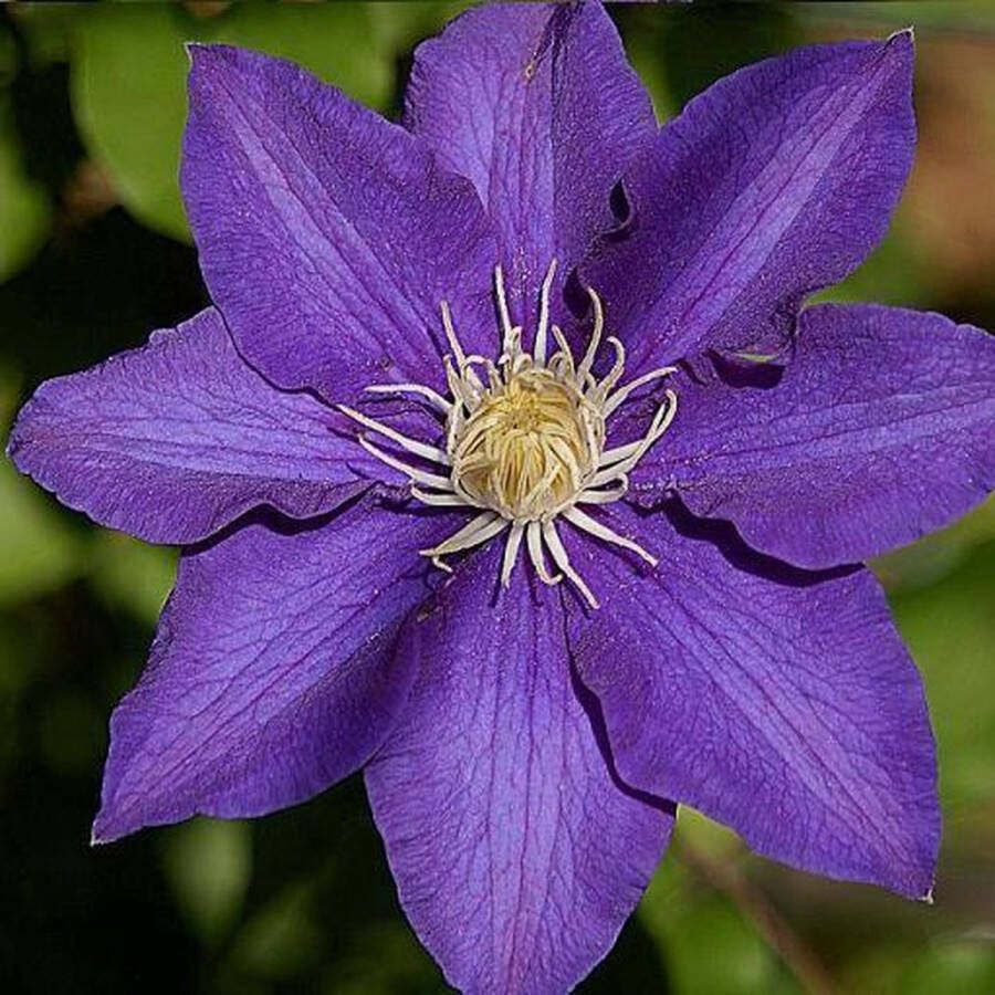 ClematisOnline 3 x Clematis The President: 3 halen 2 betalen Klimplant Violet Blauw Bloeiend Meerjarig en Winterhard 3 x 1 5 liter pot