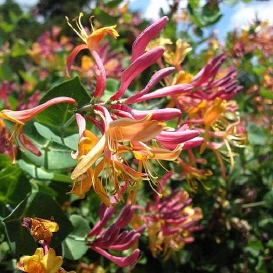 ClematisOnline 3 x Kamperfoelie American Beauty (Lonicera): 3 halen 2 betalen 3 stuks Klimplanten Rood Meerjarig en Winterhard 3 x 1 5 liter pot