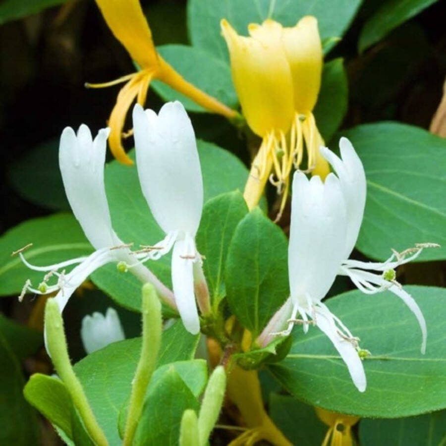ClematisOnline 3 x Kamperfoelie Halls Prolific (Lonicera): 3 halen 2 betalen Klimplant Geel Groenblijvend en Winterhard 3 x 1 5 liter pot