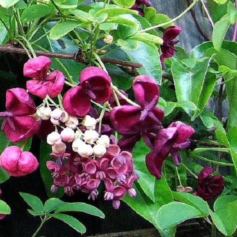 ClematisOnline Akebia Quinata Klimplant Paars Meerjarig en Groenblijvende Tuinplanten Wintergroen Bijnamen: Schijnaugurk Klimbes 1 5 liter pot