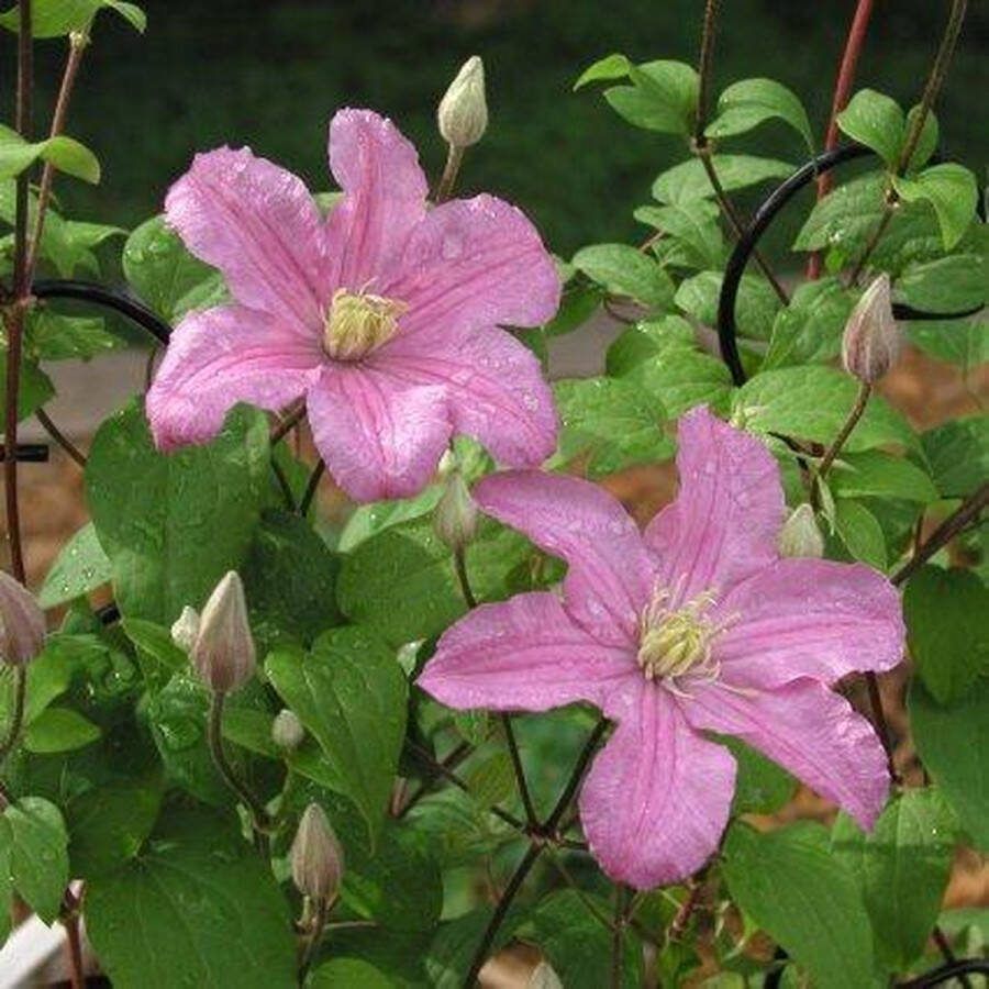 ClematisOnline Clematis Comtesse de Bouchaud Klimplant Roze Bloeiend Meerjarig en Winterhard 1 5 liter pot