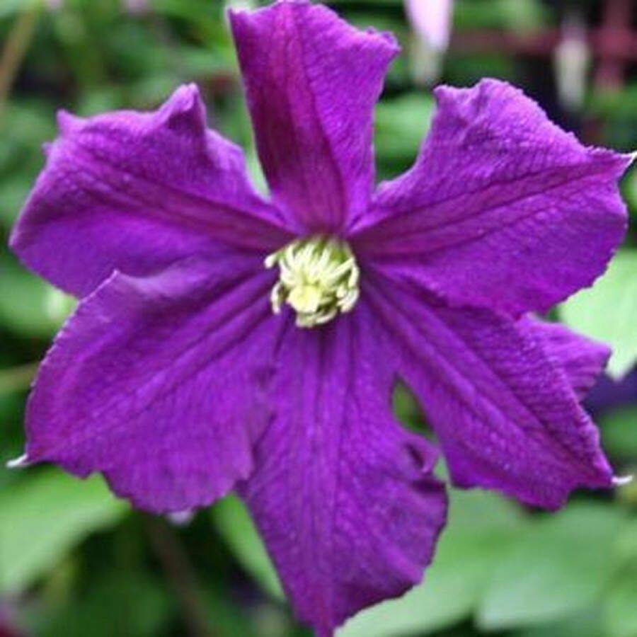 ClematisOnline Clematis Viticella Klimplant Blauw Meerjarig en Winterhard 1 5 liter pot
