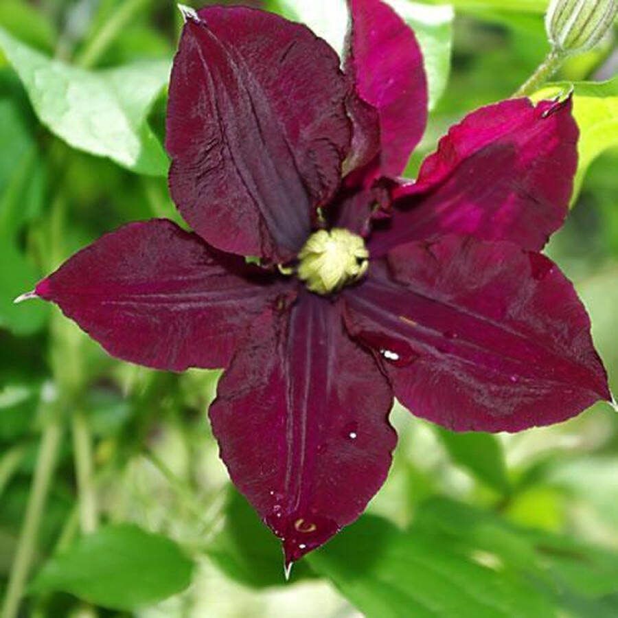 ClematisOnline 3 x Clematis Warsaw Nike: 3 halen 2 betalen Klimplant Donker Rood bloeiend Meerjarig en Winterharde Tuinplanten 3 x 1 5 liter pot